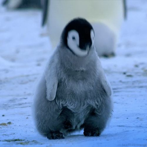 headbangpingviini